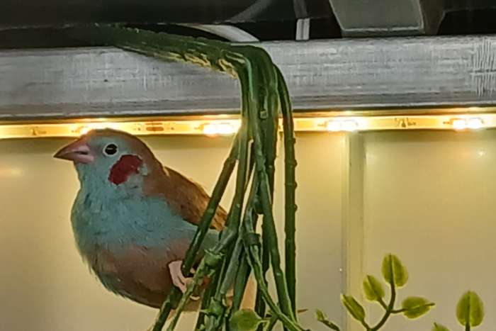 9 tropische vogels