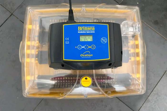 incubator