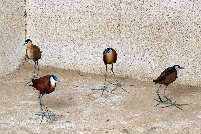 actophilornis africanus availables