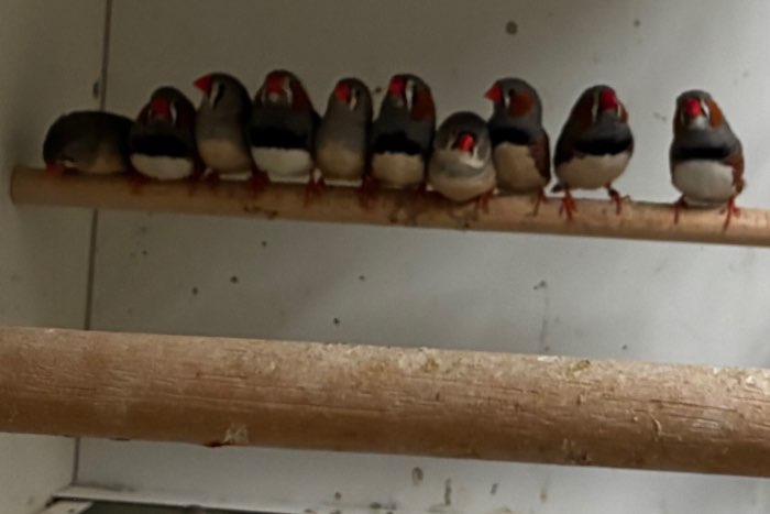 zebravinken mannen en poppen