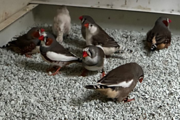 zebravinken mannen en poppen