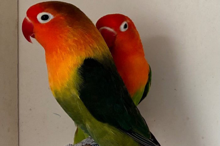 agapornis fischeri