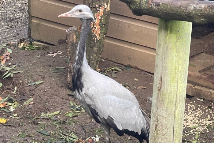 0-1 jufferkraanvogel 2026
