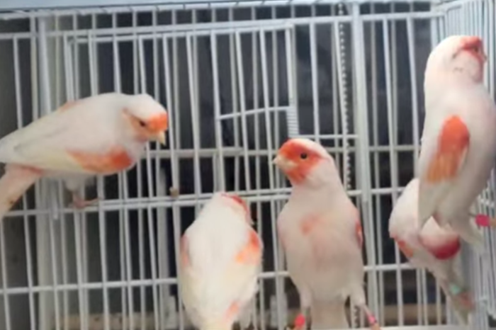 rode lipochroom