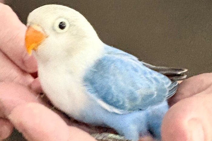 te koop agapornis fischeri / personatus baby’s