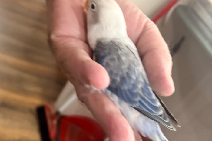te koop agapornis fischeri / personatus baby’s