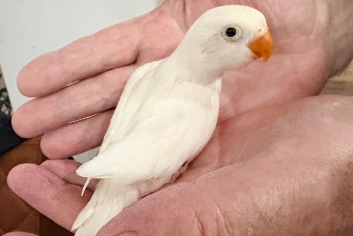 te koop agapornis fischeri / personatus baby’s