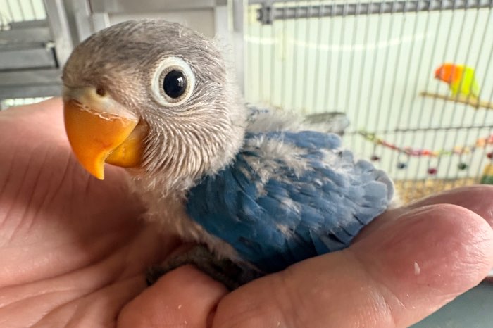 te koop agapornis fischeri / personatus baby’s