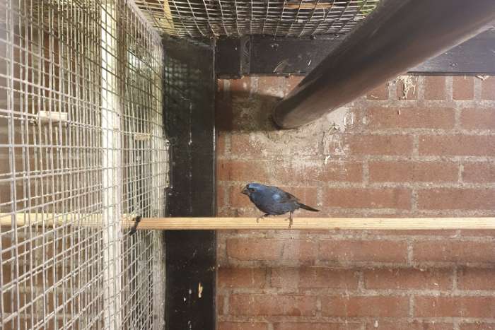braziliaanse blauwe bisschop