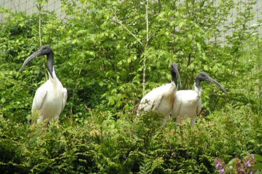 ibis