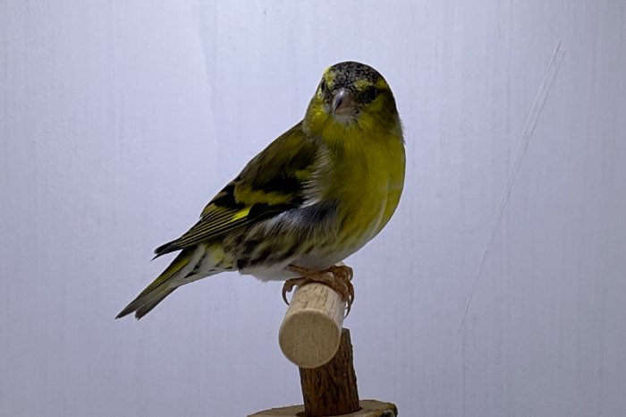 sijs man wildkleur