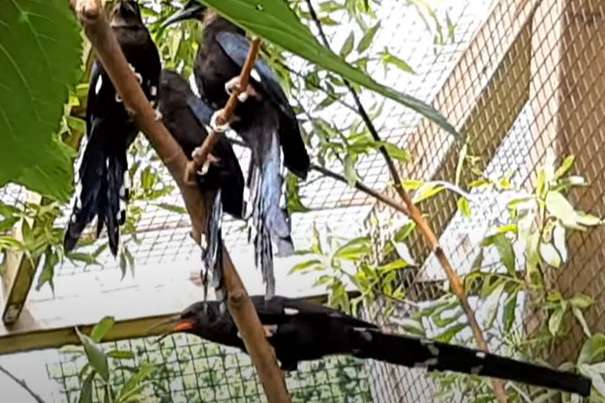 te koop: 1 onverwant koppel groene woudhoppen 2026 – natuurbroed
