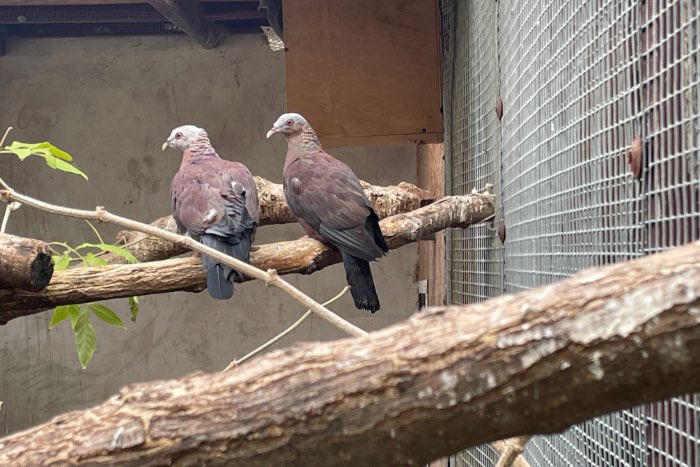 1.1 columba punicea