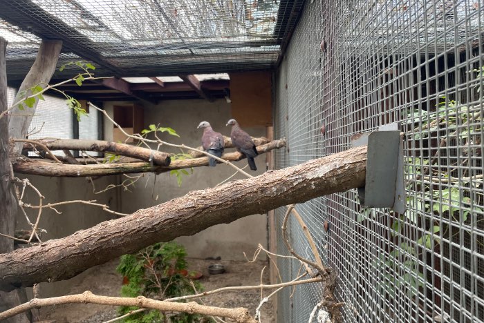 1.1 columba punicea