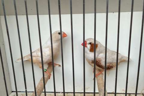 phaeo (ex-isabel) bruin x phaeo (ex-isabel) bruin