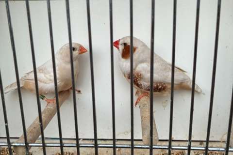 phaeo (ex-isabel) bruin x phaeo (ex-isabel) bruin