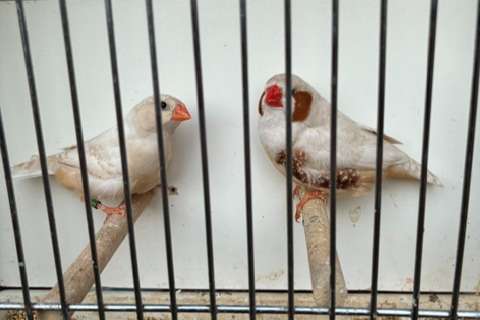 phaeo (ex-isabel) bruin x phaeo (ex-isabel) bruin