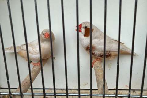phaeo (ex-isabel) bruin x phaeo (ex-isabel) bruin
