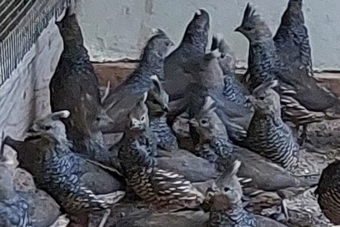 braunbauchblauschuppenwachteln