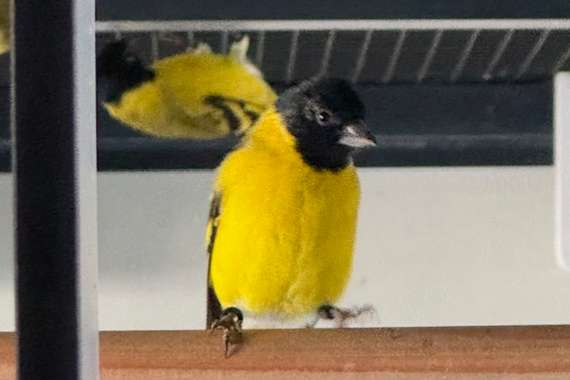 zwartkopsijzen topaas en split