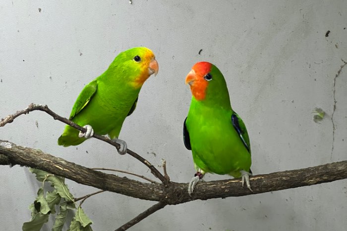 agapornis pullarius