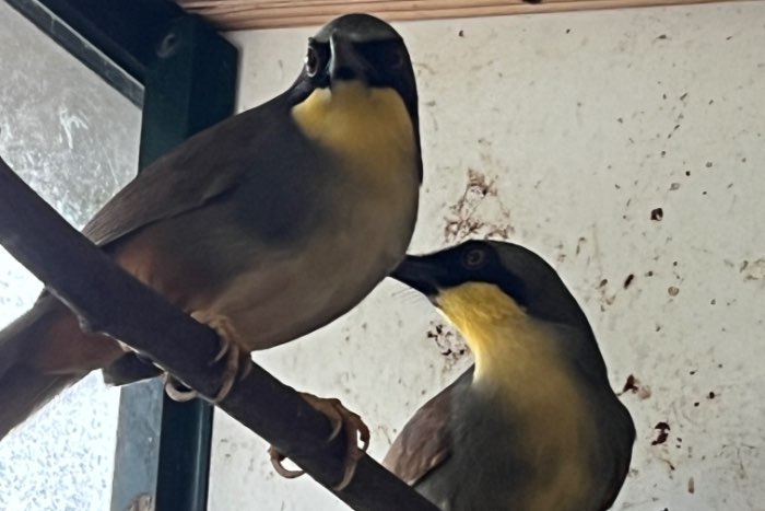 gaailijsters te koop uit buiten volière