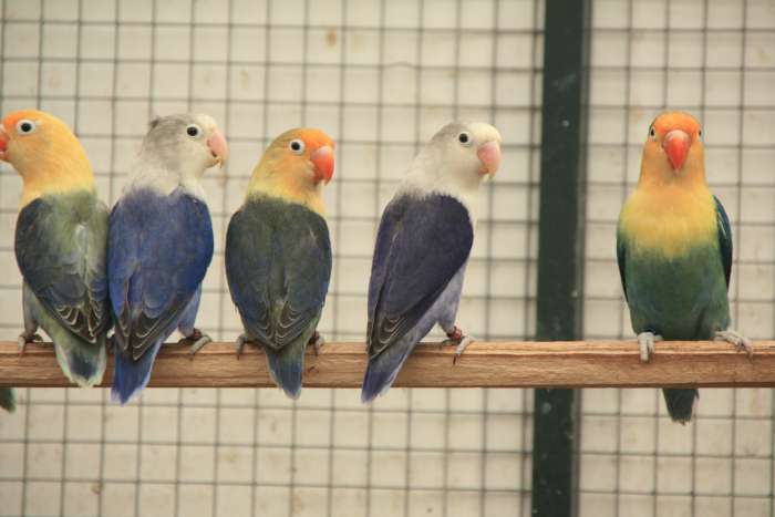 17 fischeries, div kleuren.