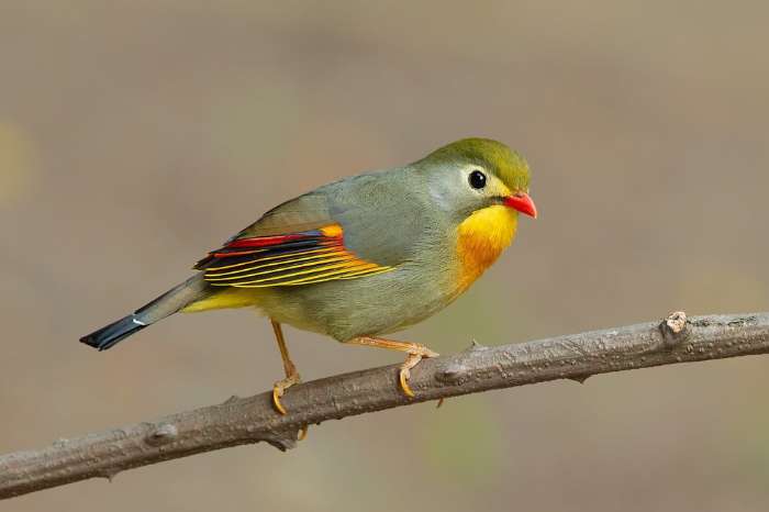 1-1 japanse nachtegalen (leiothrix lutea )