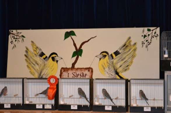 13 e grote internationale vogelshow , t sieske stein