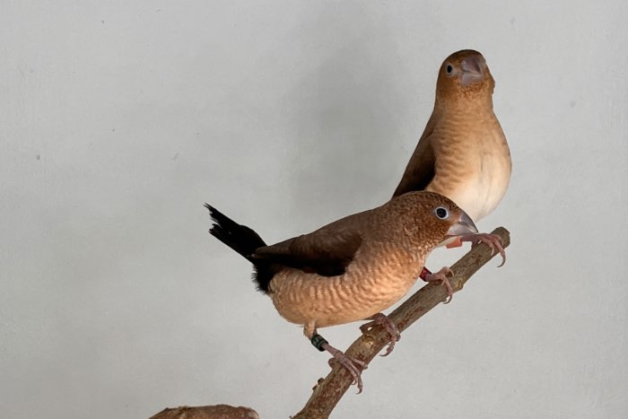 zilverbekjes wildkleur