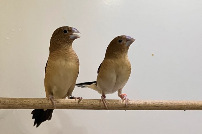 zilverbekjes wildkleur