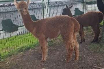 alpaca