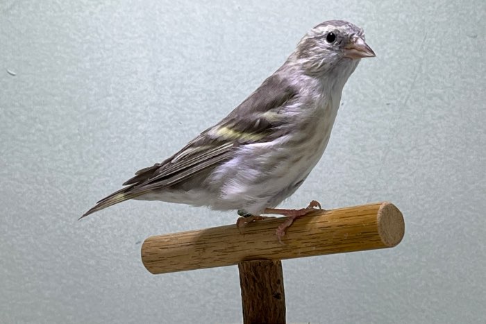 mutatie sijzen