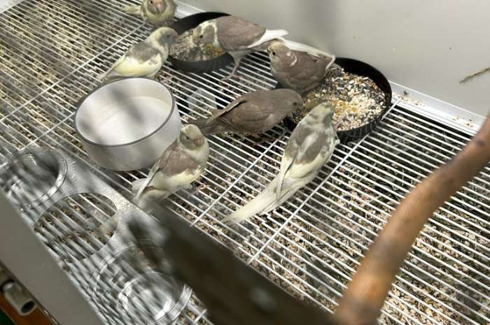 kakarikie