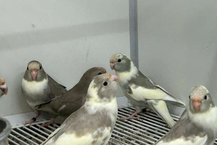 kakarikie