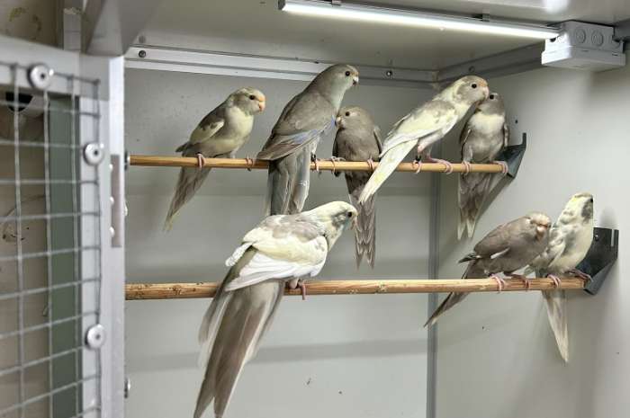 kakarikie