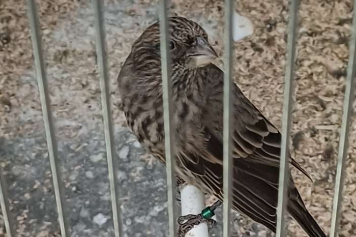 grote roodmus (carpodacus rubicilla)