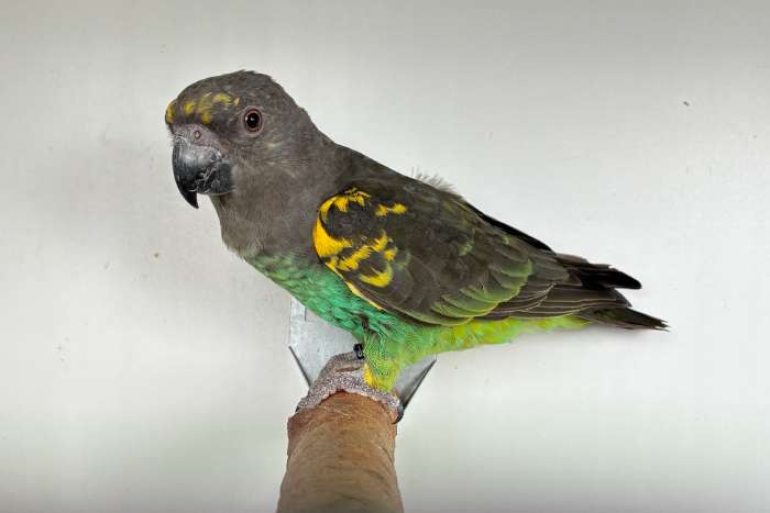 1-0	poicephalus meyeri saturatus 2025