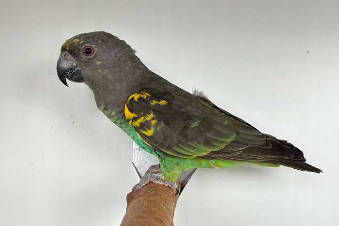 1-0 poicephalus meyeri saturatus 2025