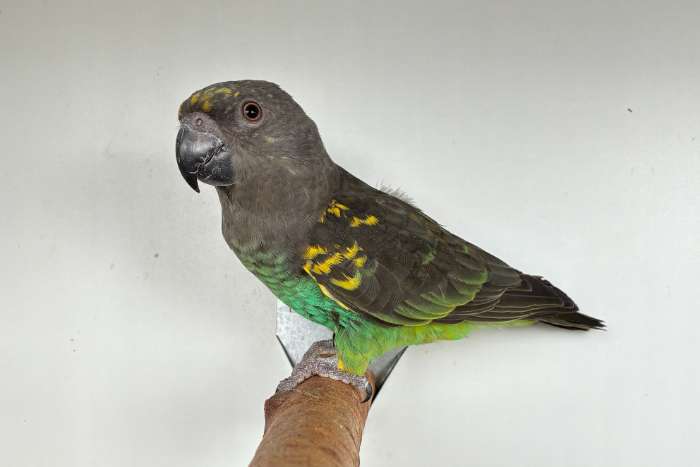 1-0 poicephalus meyeri saturatus 2025