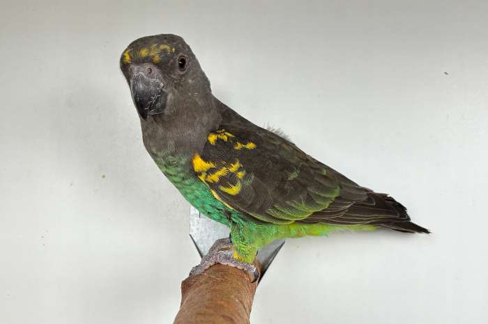 1-0 poicephalus meyeri saturatus 2025
