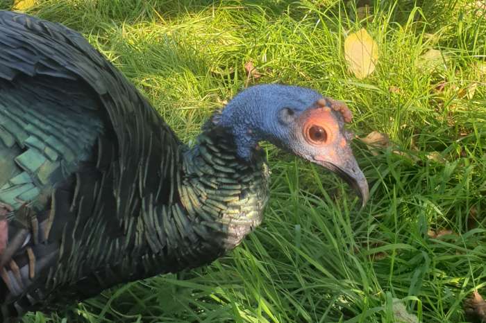 pauwkalkoen/honduraskalkoen/meleagris ocellata/