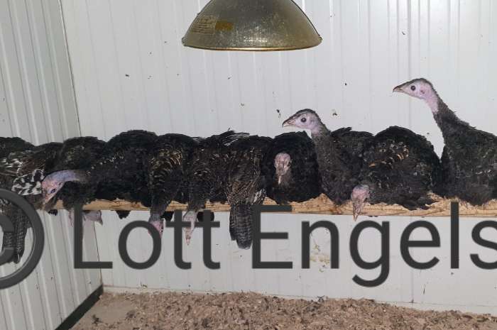 pauwkalkoen/honduraskalkoen/meleagris ocellata/