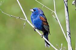 na blauwe bisschop