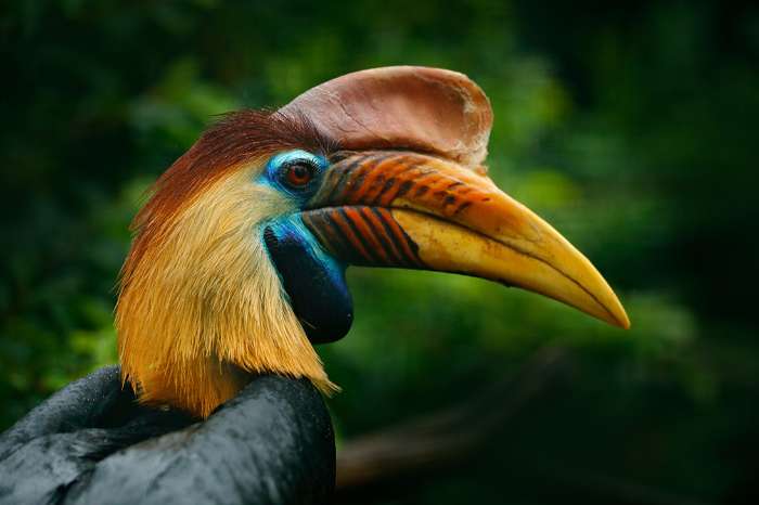 een paar mooie grote vogels