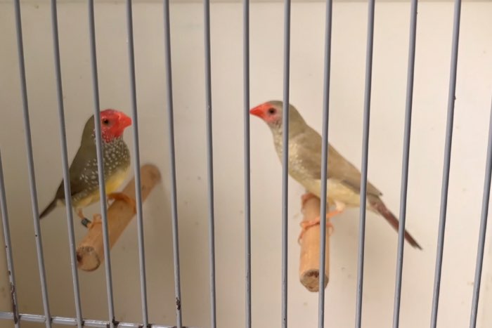 koppel wildkleur man x pastel pop split oranjekop