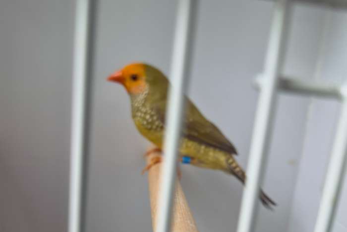 binsenastrilde oranjekop