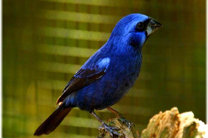 braziliaanse blauwe bisschop man 2026