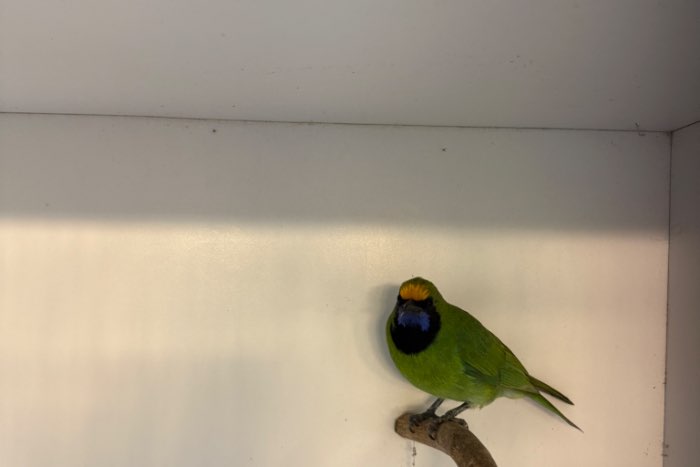 1-0  goudvoorhoofd bladvogel