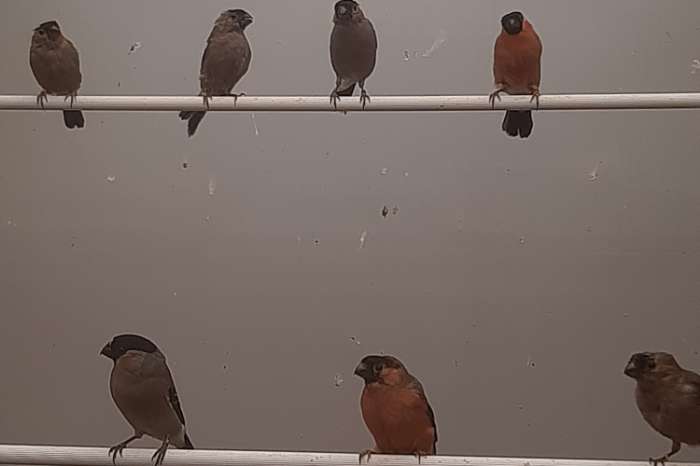 kleine europese goudvinkjes 2026